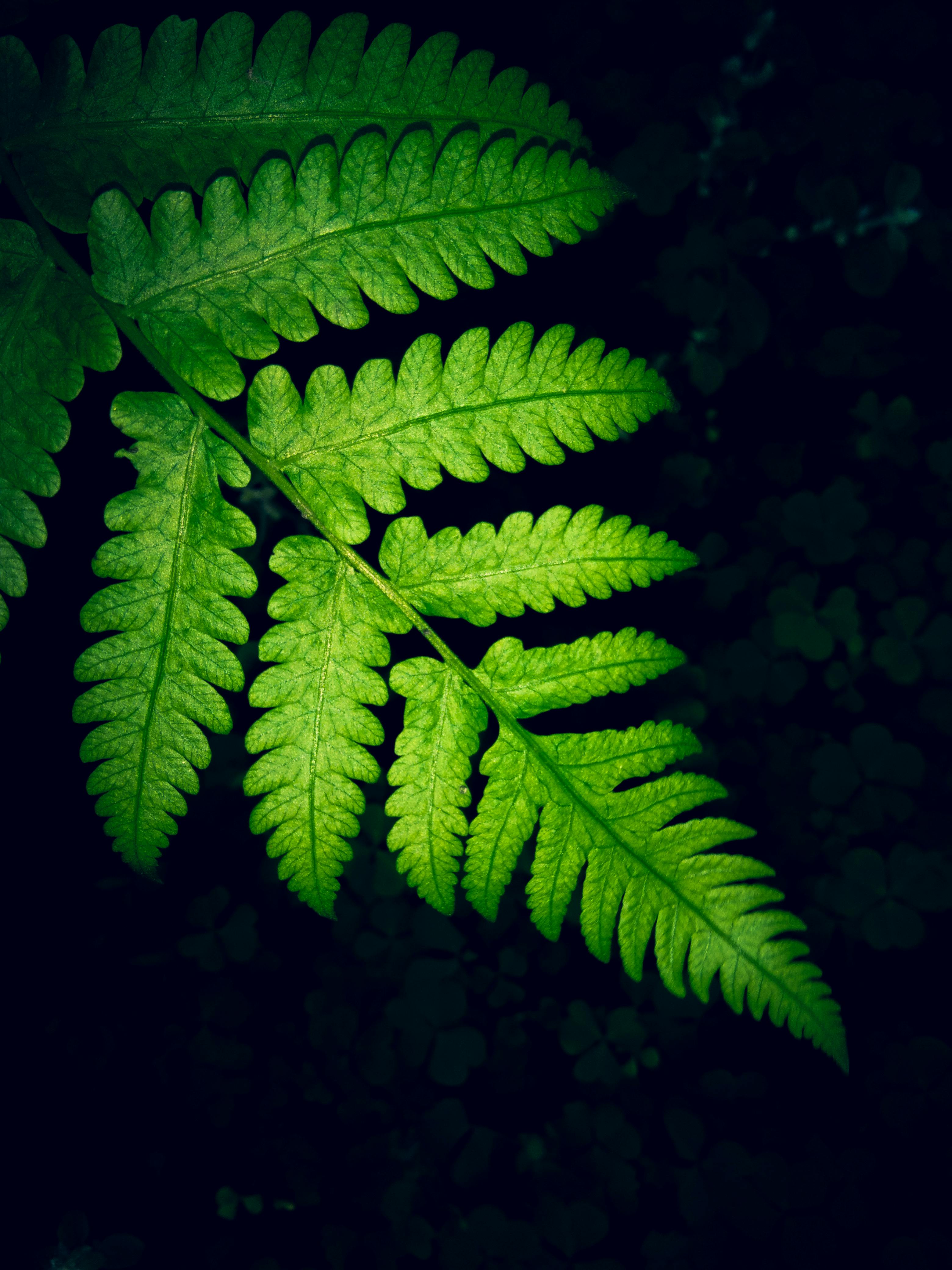 Nature 2